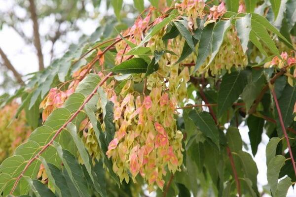 每到农历六月,麦收之后的暑天酷热,这椿树便放出一种令人停留贪吸的