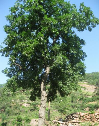 我和我哥坐在雨篷下聊着这棵椿树的由来.